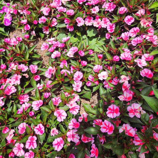 Impatiens x hybrida hort SunPatiens® 'Compact Red Candy' Image