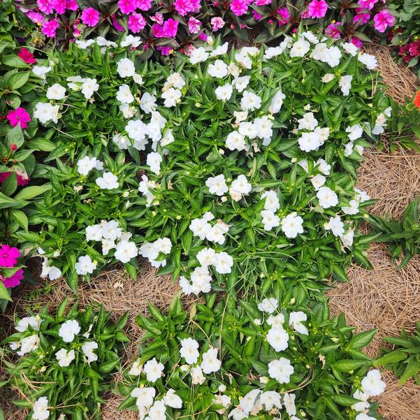 Impatiens x hybrida hort SunPatiens® 'Compact Classic White' Image