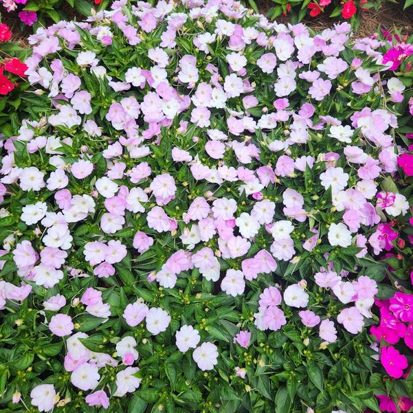 Impatiens x hybrida hort SunPatiens® 'Vigorous Orchid' Image