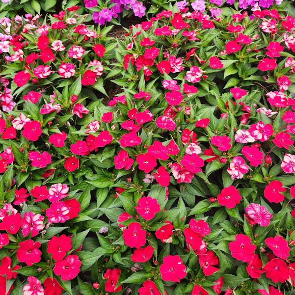 Impatiens x hybrida hort SunPatiens® 'Vigorous Red' Image