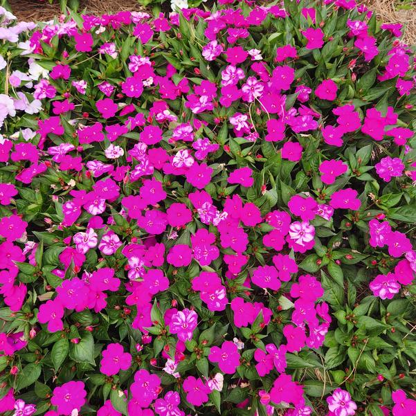 Impatiens x hybrida hort SunPatiens® 'Vigorous Purple' Image