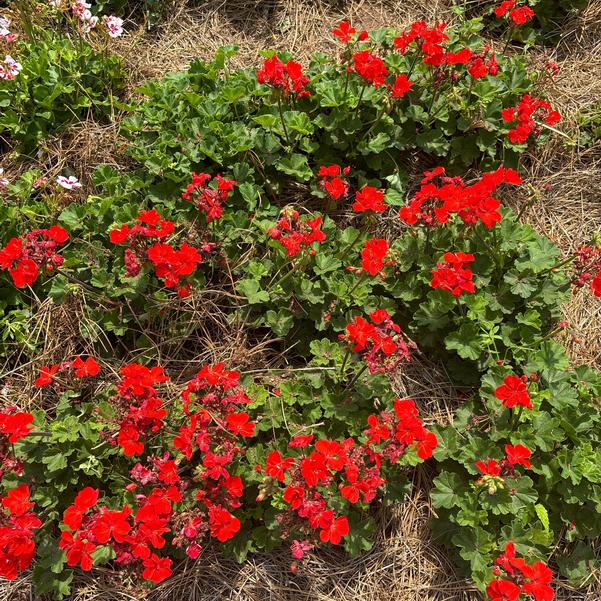 Interspecific Geranium Solera™ 'Orange' Image