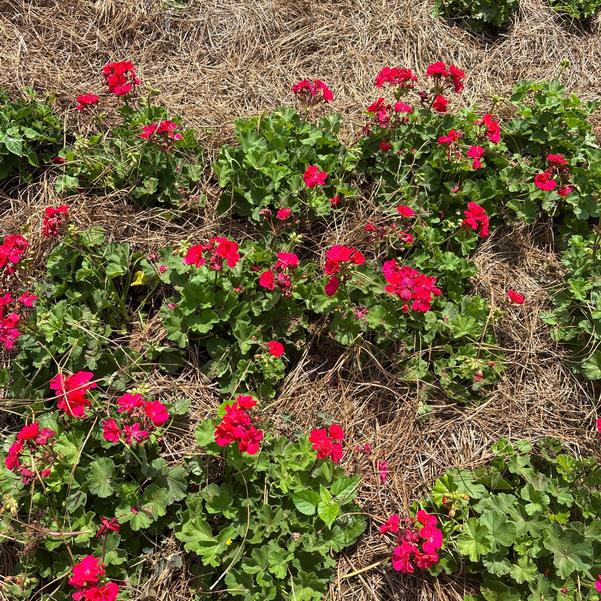 Interspecific Geranium Solera™ 'Fuschia' Image