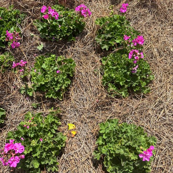 Interspecific Geranium Solera™ 'Lavender' Image