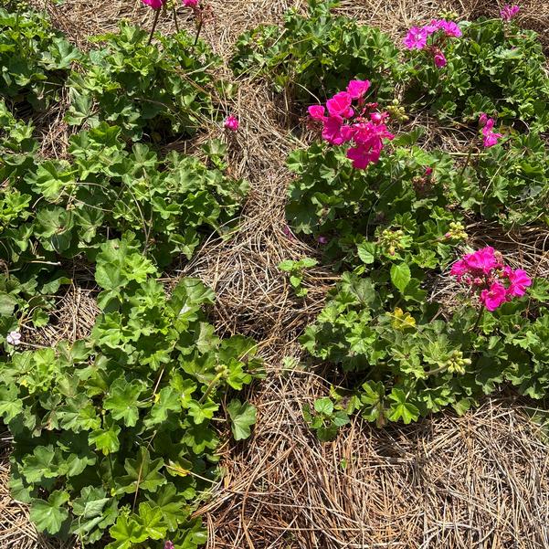 Interspecific Geranium Solera™ 'Watermelon' Image