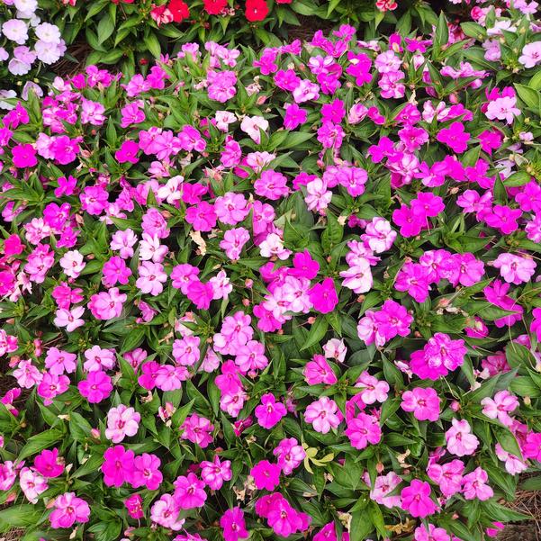 Interspecific Impatiens Solarscape® 'XL Pink Jewel' Image