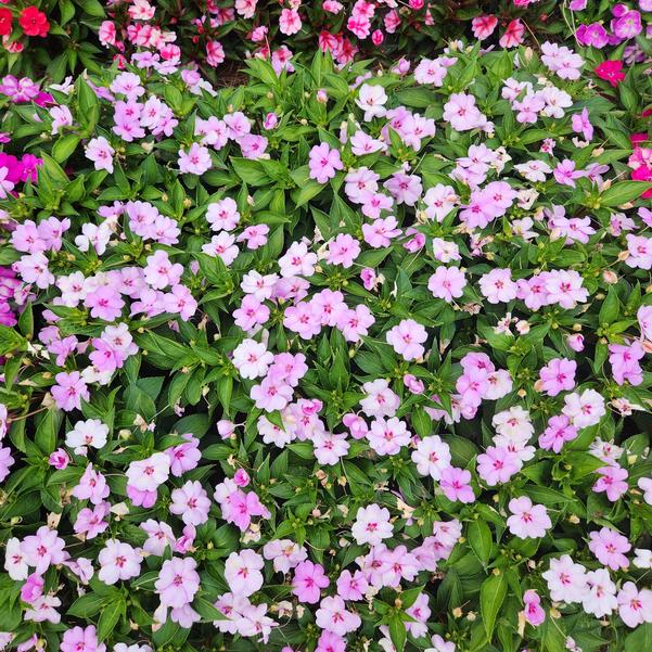 Interspecific Impatiens Solarscape® 'XL Lilac Spark' Image