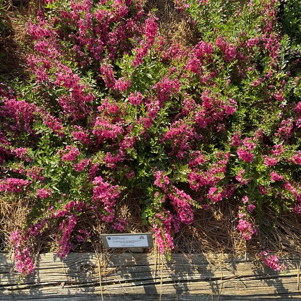 Angelonia AngelFlare™ 'Orchid Pink' Image