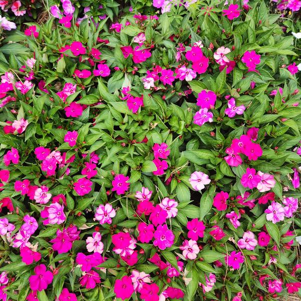 Interspecific Impatiens Solarscape® 'Magenta Bliss' Image