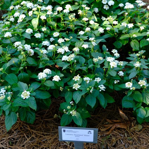 Lantana Heartland 'White 2025' Image