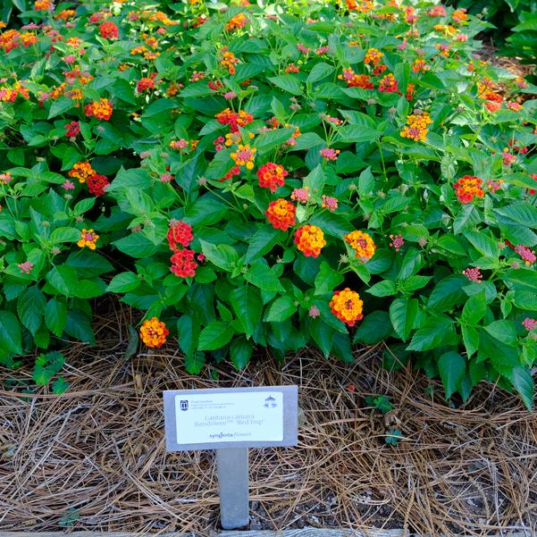 Lantana camara Bandolero™ 'Red Imp' Image