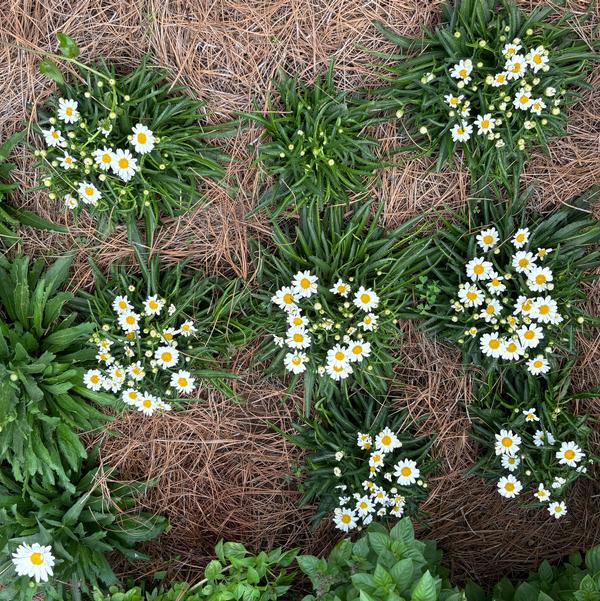 Leucanthemum maximum Western Star™ 'Leo' Image