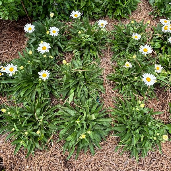 Leucanthemum maximum Western Star™ 'Libra' Image