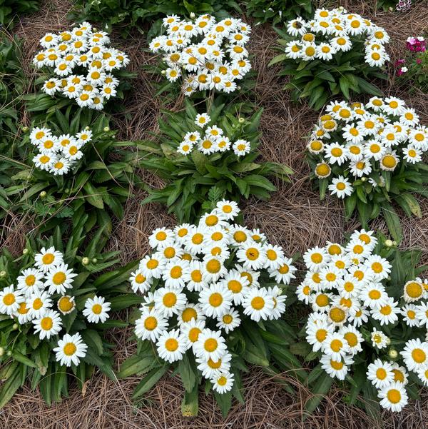 Leucanthemum maximum Western Star™ 'Taurus' Image