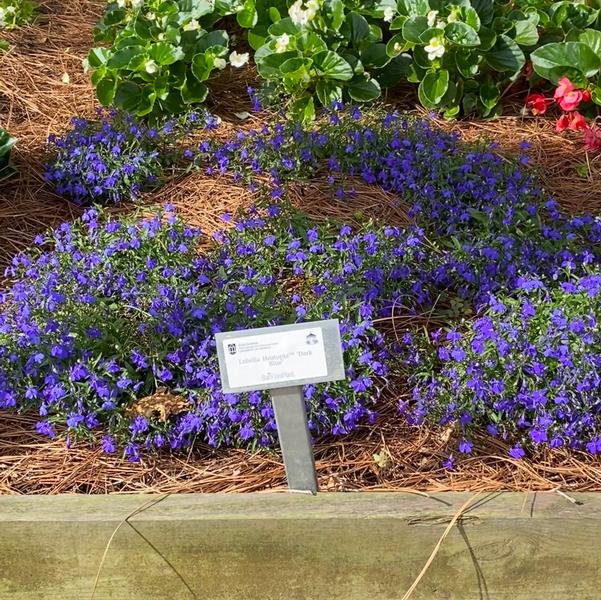 Lobelia Heatopia™ 'Dark Blue' Image