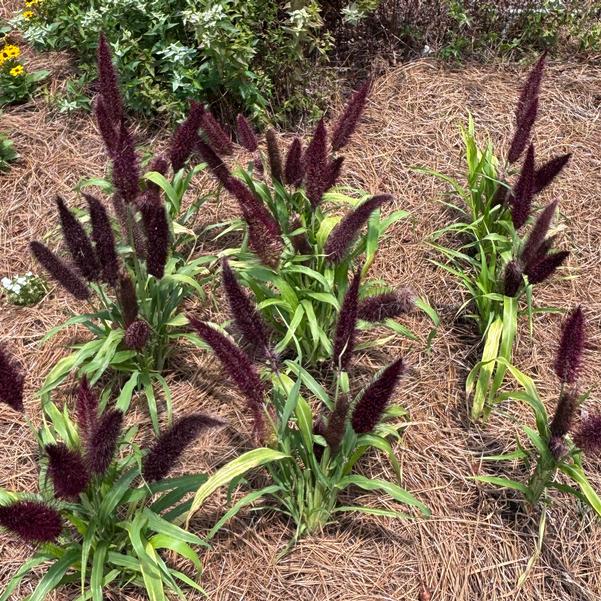 Ornamental Millet 'Jade Princess' Image