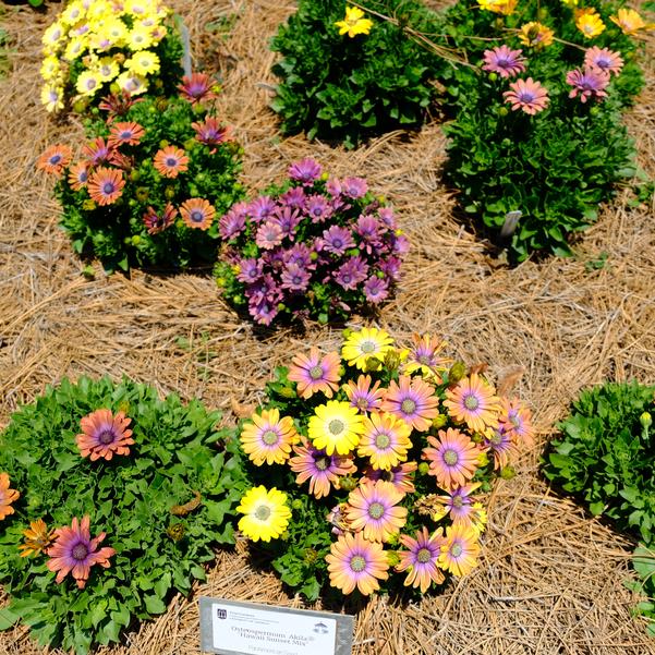 Osteospermum Akila® 'Hawaii Sunset Mix' Image