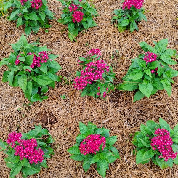 Pentas lanceolata F1 HoneyCluster™ 'Deep Rose' Image