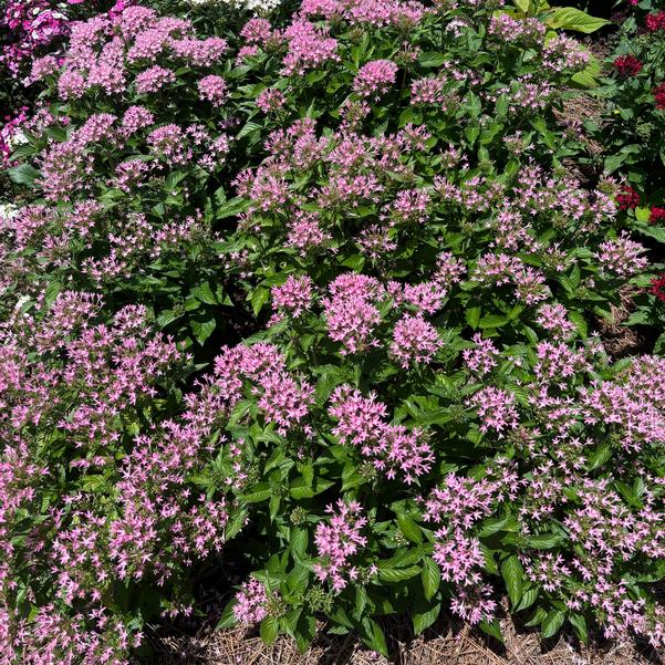 Pentas lanceolata F1 HoneyCluster™ 'Pink' Image