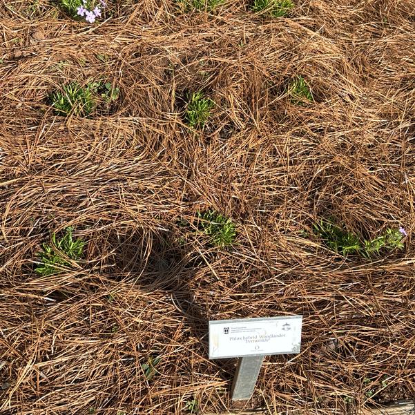 Phlox hybrid Woodlander 'Periwinkle' Image