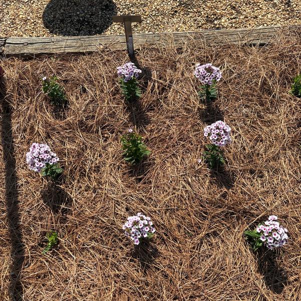 Phlox hybrid Early 'Blush Pop' Image