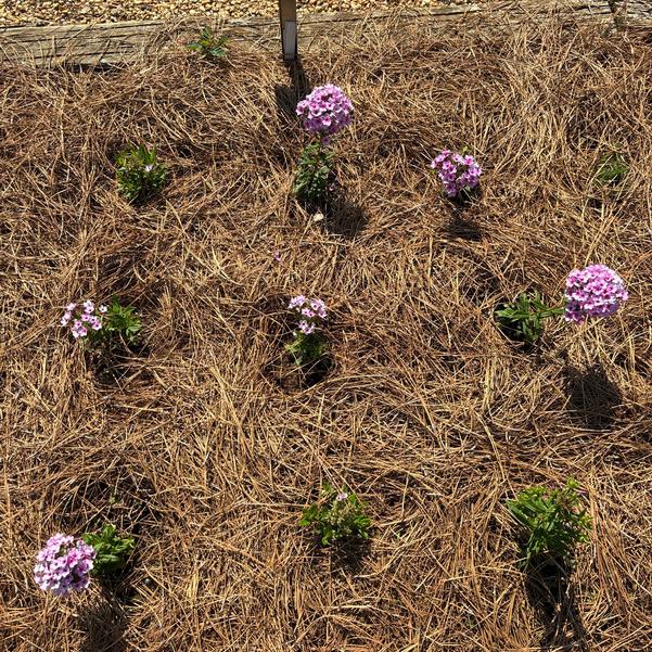 Phlox hybrid Early 'Lavender Pop' Image