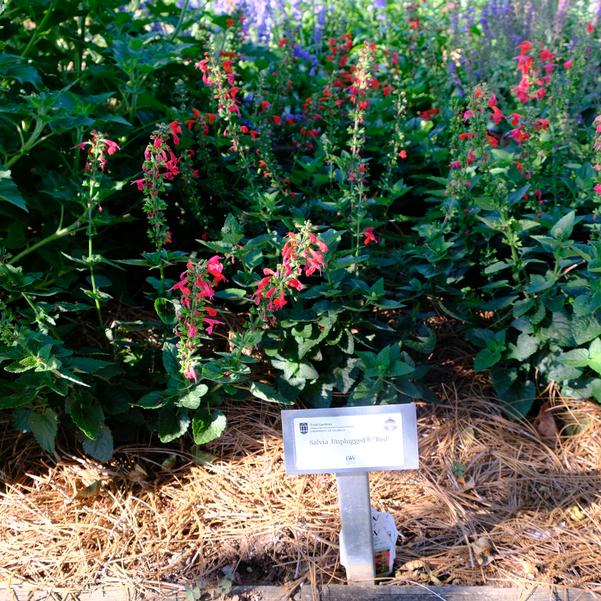 Salvia Unplugged® 'Red' Image