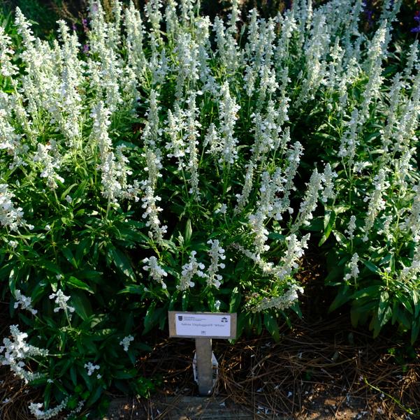 Salvia Unplugged® 'White' Image