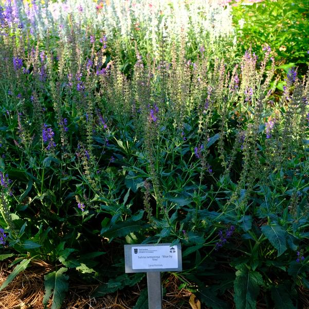 Salvia nemorosa 'Blue by You' Image