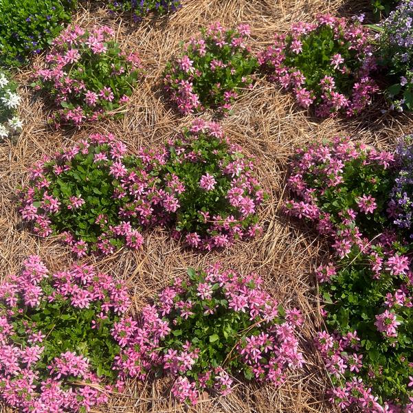 Scaevola Stardiva™ 'Pink' Image