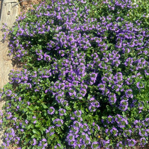 Scaevola Whirlwind® 'Blue' Image