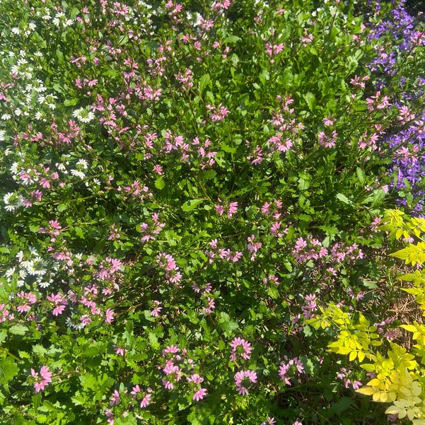 Scaevola Whirlwind® 'Pink' Image