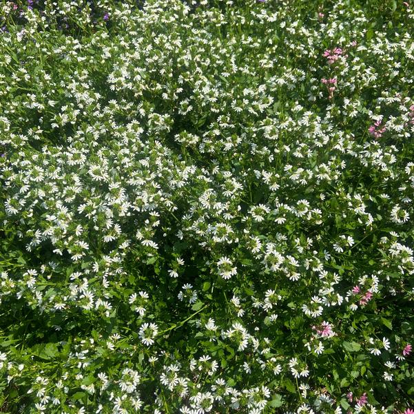 Scaevola Whirlwind® 'White' Image