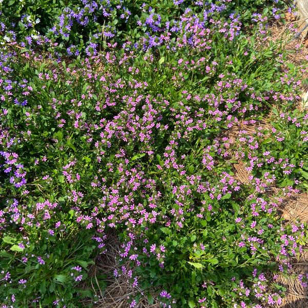 Scaevola 'Pink Brilliance' Image