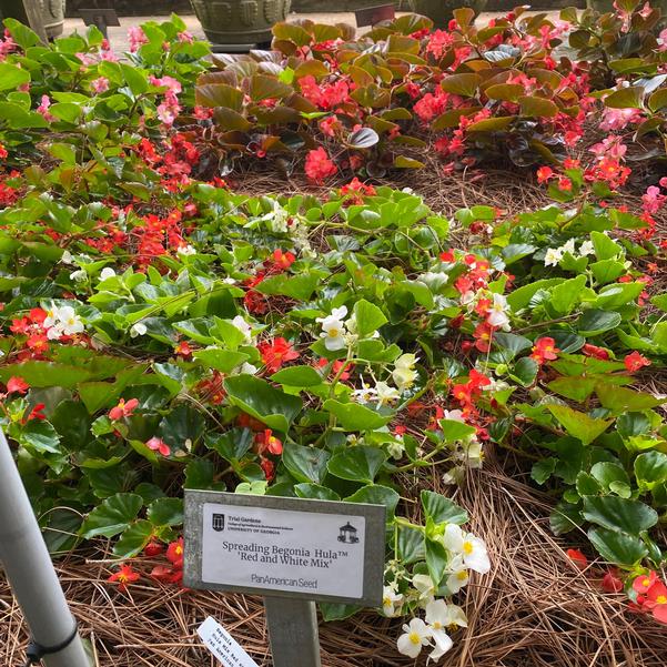 Spreading Begonia Hula™ 'Red and White Mix' Image