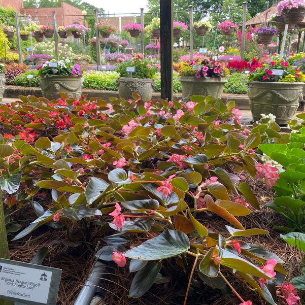 Begonia Dragon Wing® 'Pink Bronze Leaf' Image