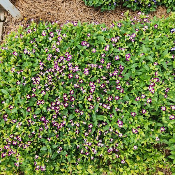 Torenia Summery Love 'Burgundy' Image