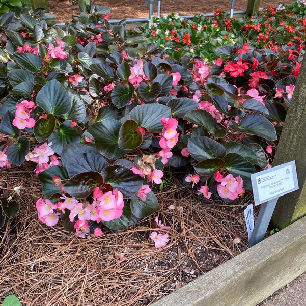 Begonia Megawatt™ 'Pink Bronze Leaf' Image