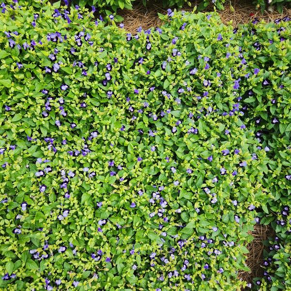 Torenia fournieri F1 Hi-Lite™ 'Blue Beacon Imp.' Image