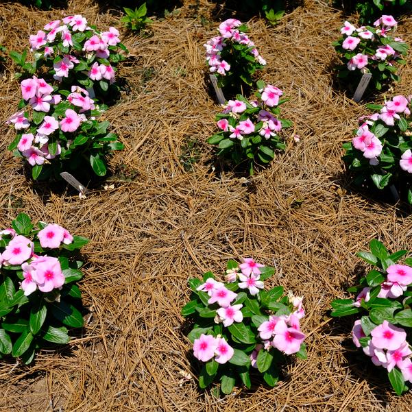 Vinca Titan-ium™ 'Blush' Image