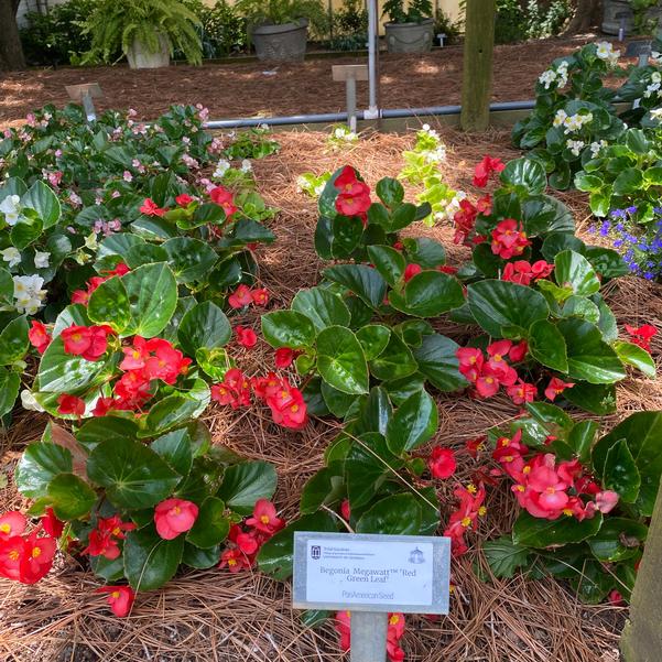 Begonia Megawatt™ 'Red Green Leaf' Image