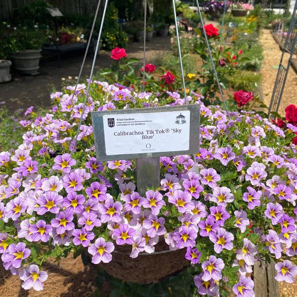 Calibrachoa Tik Tok® 'Sky Blue' Image