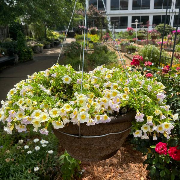 Calibrachoa Rainbow® 'Iced Blueberry' Image