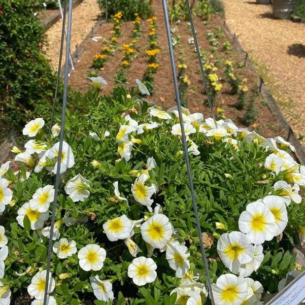 Calibrachoa Bloomtastic 'Sunshine' Image