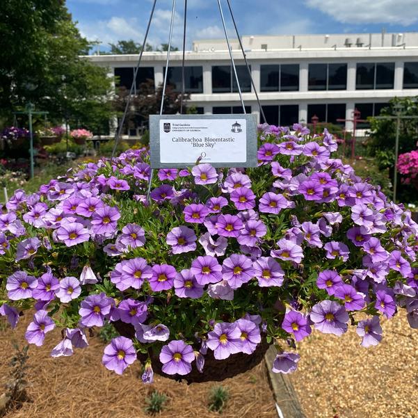 Calibrachoa Bloomtastic 'Blue Sky' Image