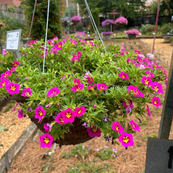 Calibrachoa Bumble Bee™ 'Hot Pink' Image