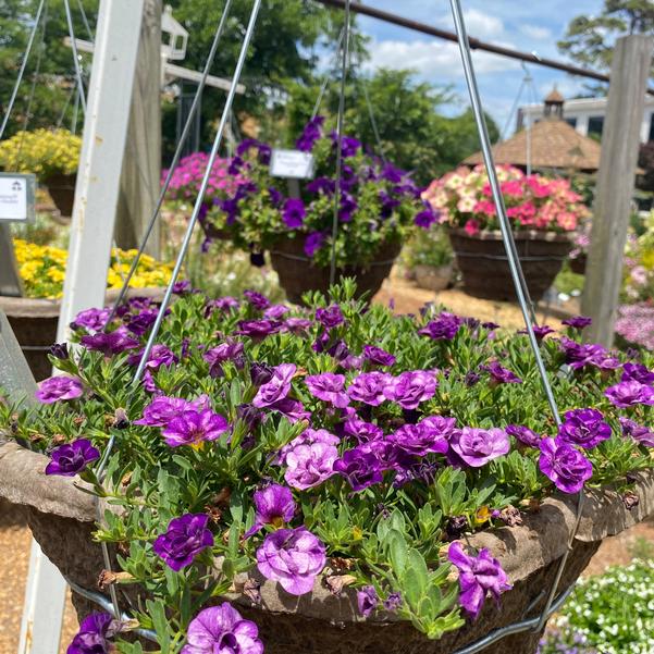 Calibrachoa MiniFamous® MiniFamous® 'Evo Double Blue' Image