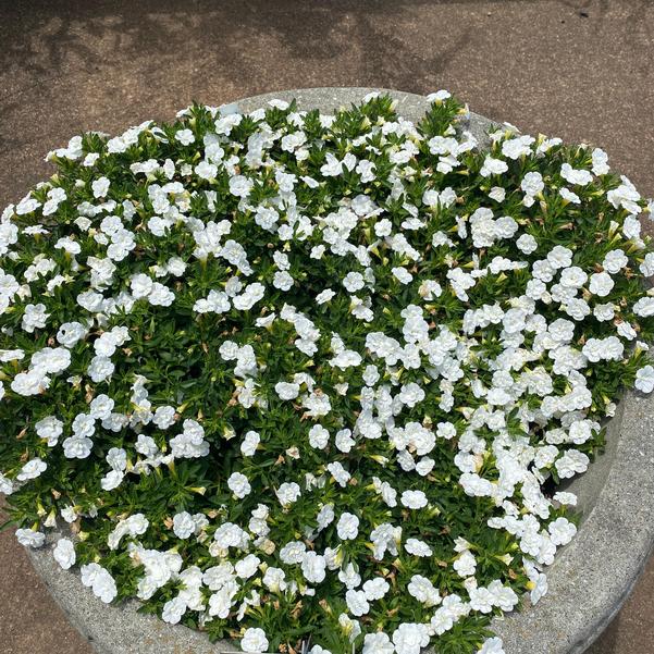 Calibrachoa MiniFamous® MiniFamous® 'Evo Double White' Image