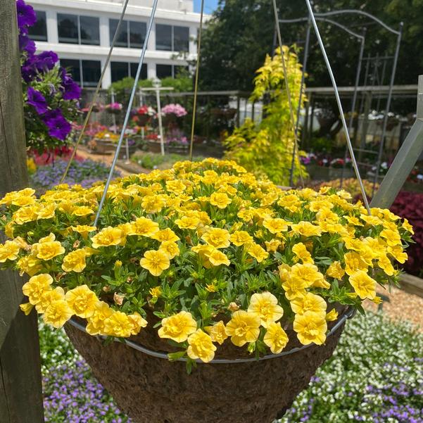 Calibrachoa MiniFamous® MiniFamous® 'Evo Double Yellow' Image