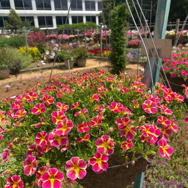 Calibrachoa MiniFamous® MiniFamous® 'Neo Red Shuffle' Image